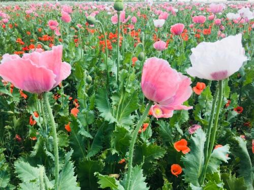 Traditional Slovakia – Poppy Queen from Jarna